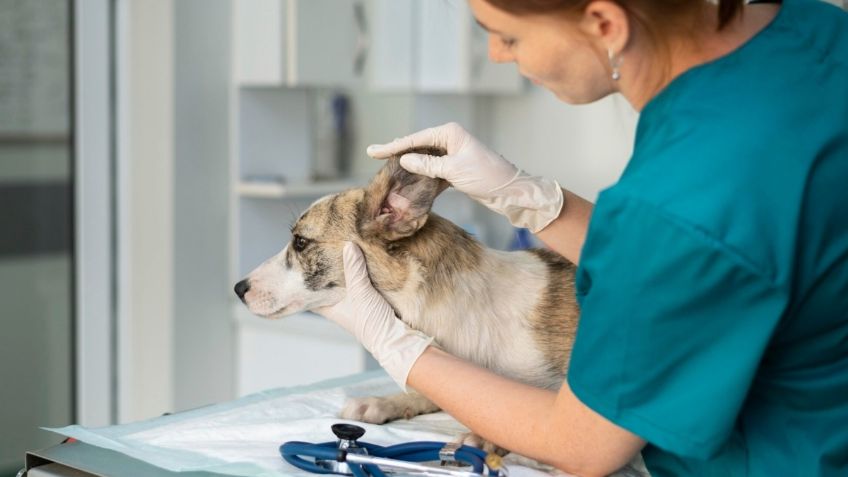 Mujer pide la eutanasia para su perro enfermo, lo deja y lo encuentra en adopción meses después, ¿qué sucedió?