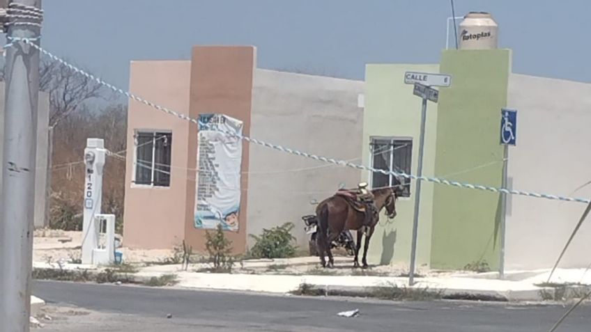 Maltrato animal: amarran a caballo en medio del calor que supera los 40º en Yucatán