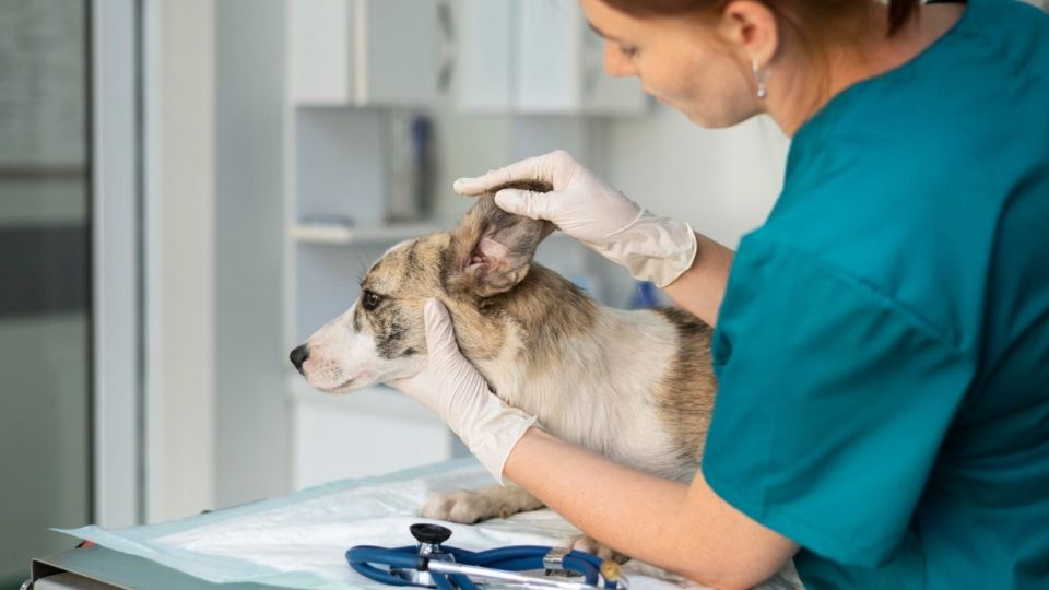 La mujer pidió que su mascota recibiera la eutanasia.