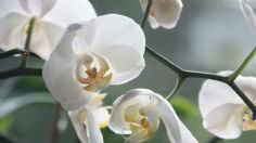 Truco de jardinería: aprende cuál es la mejor manera de hidratar las orquídeas