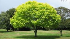 Este es el milenario árbol ideal para combatir los días soleados y que no levanta la banqueta