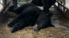 Salvan a oso de morir de golpe de calor en Nuevo León