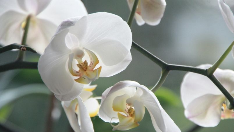 Este truco ayudará a la floración de las orquídeas en casa