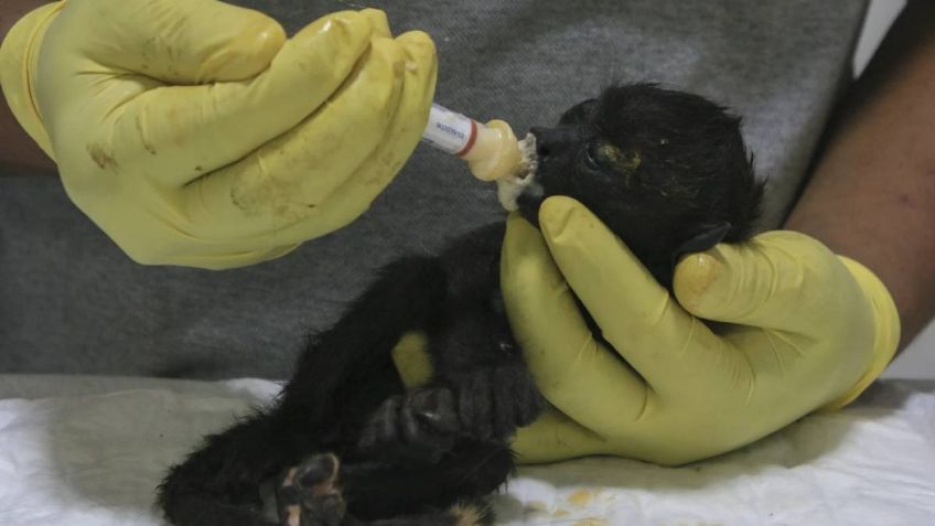 Suman 157 monos aulladores muertos por domo de calor | FOTOS