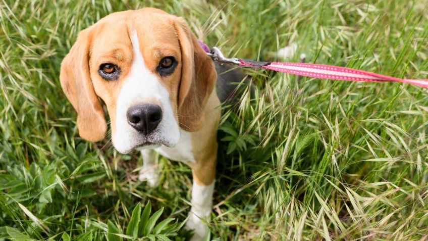 ¿Cuál es la hora ideal para sacar a pasear a mi lomito durante la ola de calor?