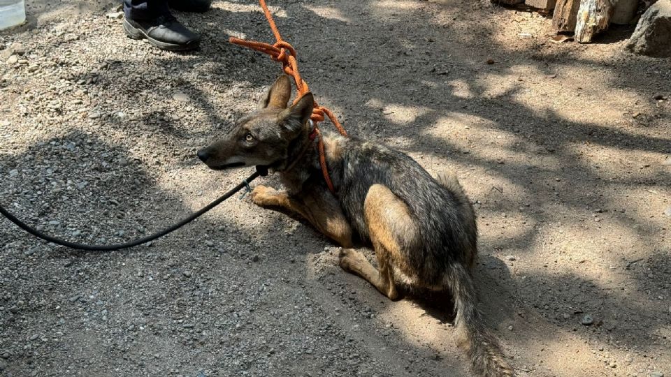 El animal quedó resguardado.