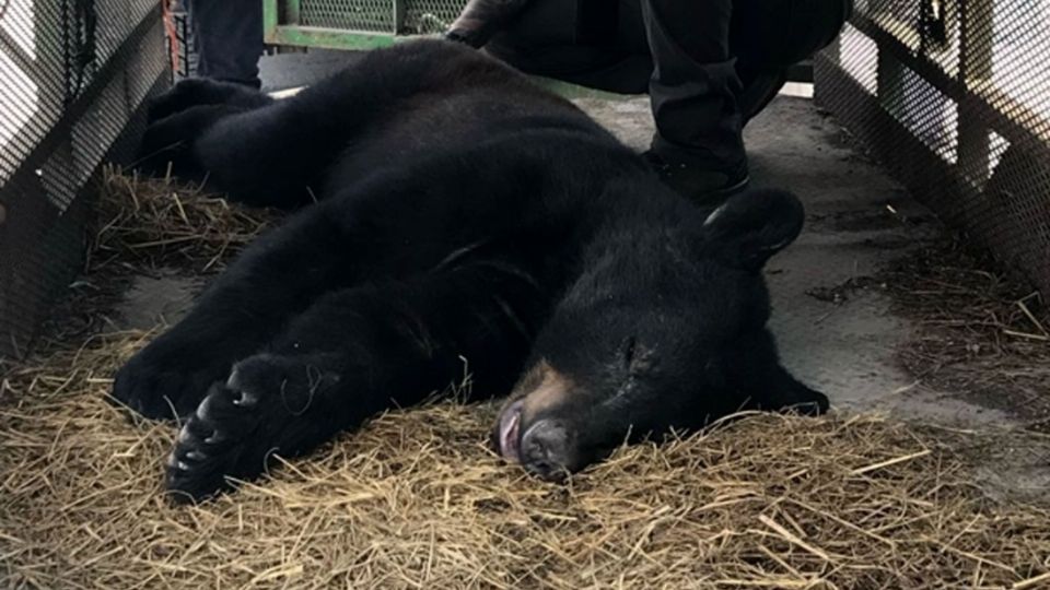 Identifican a oso merodeando en zona residencial de Nuevo León