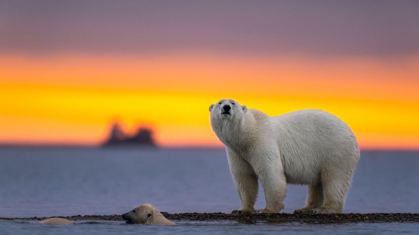 Las 3 especies de animales más amenazadas por el cambio climático