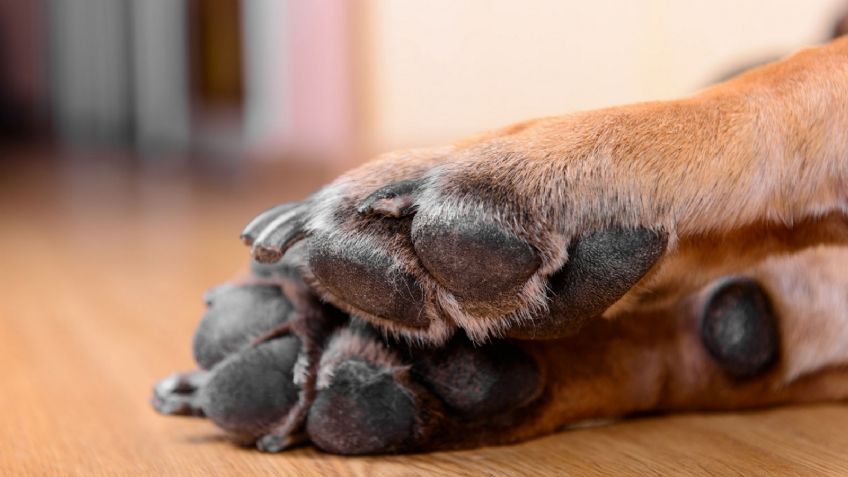 Un perrito fue lanzado por su dueña desde el techo de su casa, está gravemente herido