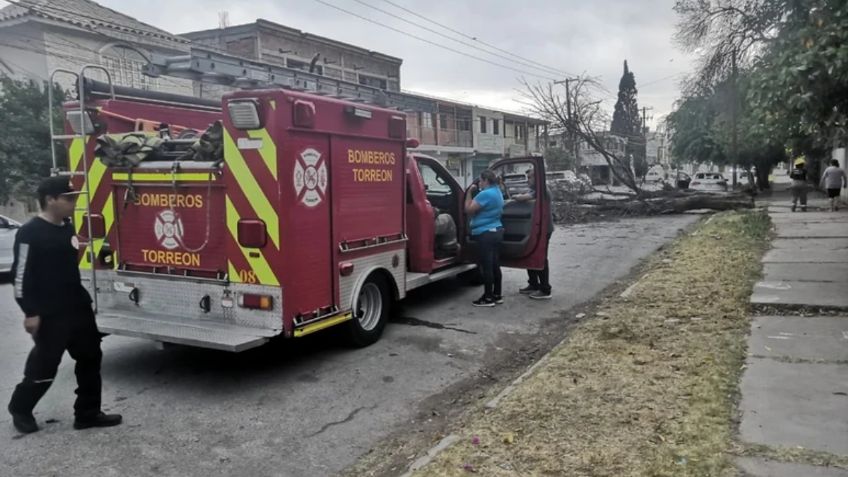 Cuidado con los fuertes vientos: árbol cae encima de auto tripulado por una familia