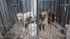 Rescatan a 29 perros en situación de abandono en comunidad de El Rosario en El Marqués