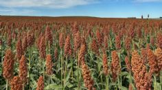 Agricultores bloquean el puente Reynsa-Pharr, continúa la demanda por mejor precio de sorgo