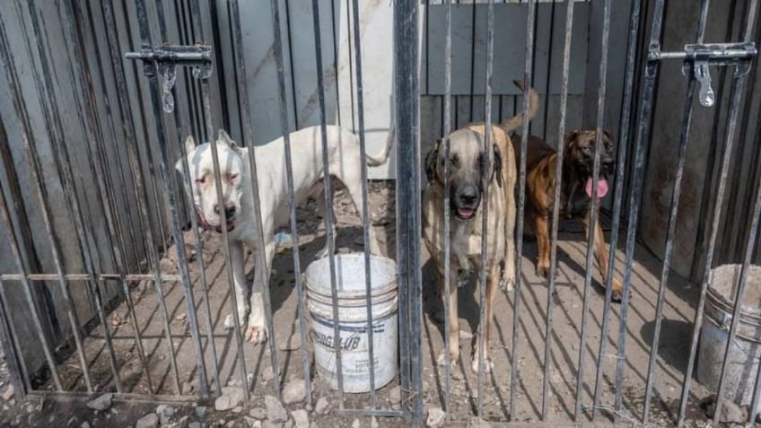 Rescatan a 29 perros en situación de abandono en comunidad de El Rosario en El Marqués