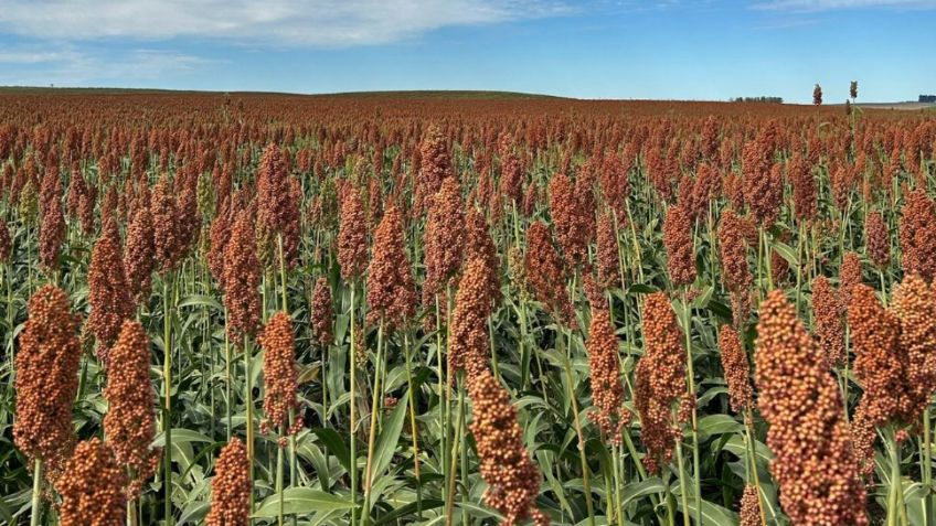 Agricultores bloquean el puente Reynsa-Pharr, continúa la demanda por mejor precio de sorgo