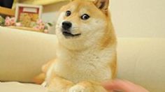 Doge: así luce el perrito que revolucionó los memes en 2010 tras convertirse en el Shiba Inu más longevo