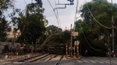 Enorme árbol cae sobre vías del Tren Ligero y colapsa circulación al sur de CDMX