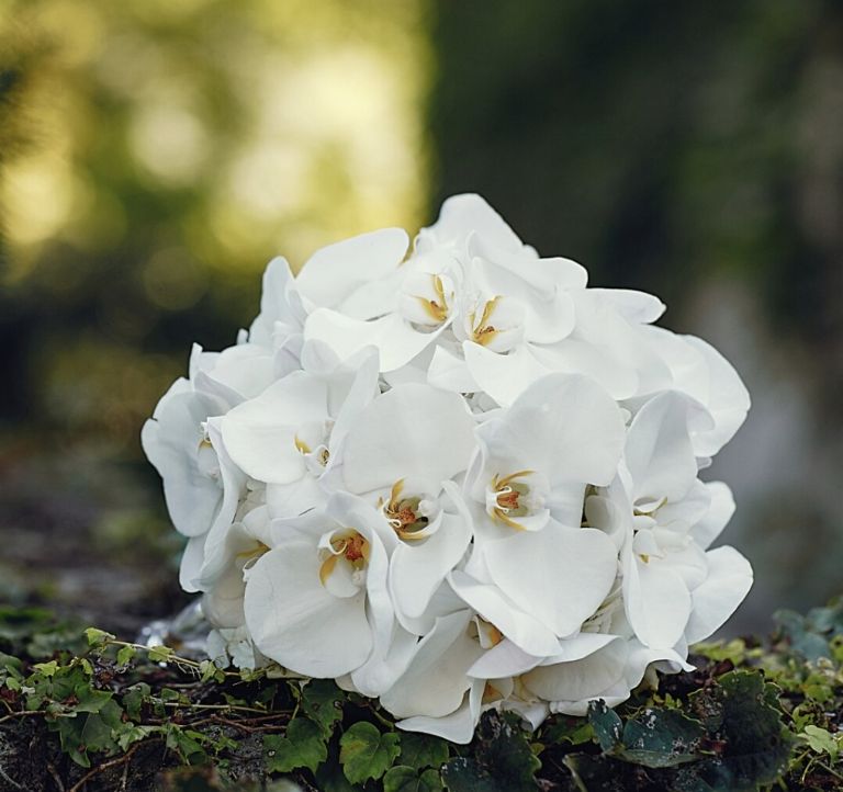 gardenias 