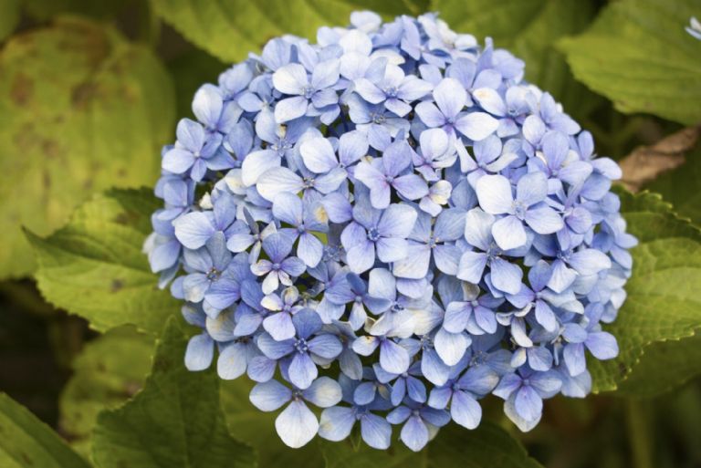 Hortensias 