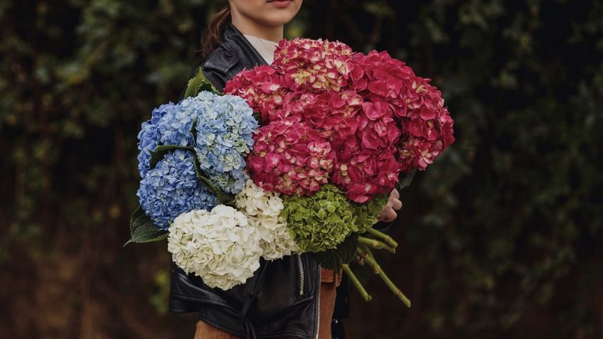 10 flores que son más bonitas que las rosas y son perfectas para regalarle a mamá este 10 de mayo