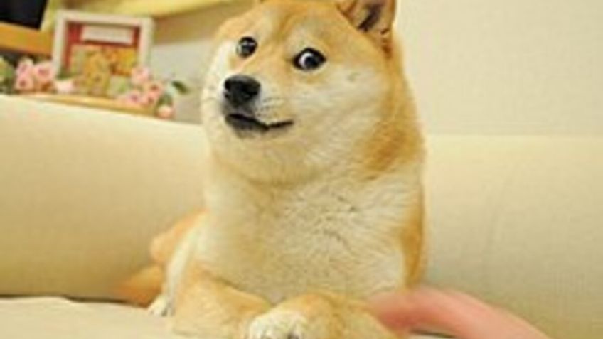 Doge: así luce el perrito que revolucionó los memes en 2010 tras convertirse en el Shiba Inu más longevo