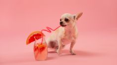 Estas son las 3 bebidas que no debes darle a tu perrito en esta temporada de calor