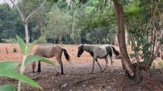 Rescatan a dos yeguas y tres gatitos abandonados en Xochimilco