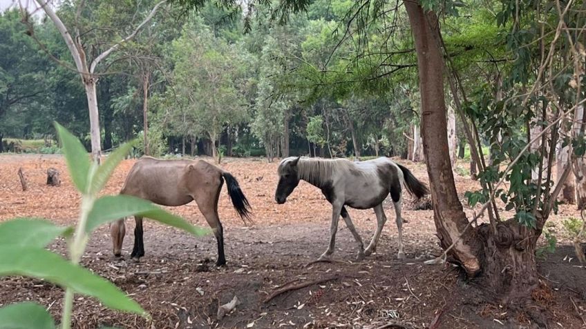 Rescatan a dos yeguas y tres gatitos abandonados en Xochimilco