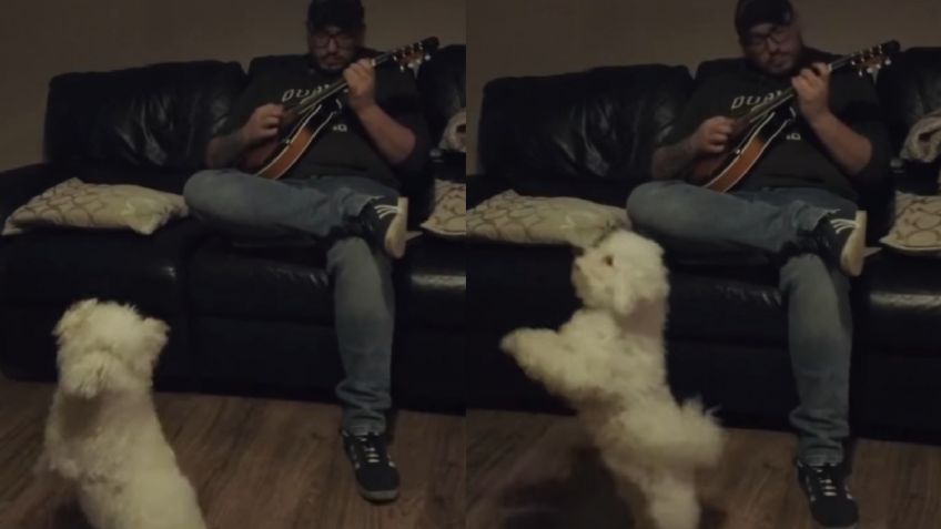 Este VIDEO de un perrito bailando mientras su dueño toca la guitarra te alegrará el fin de semana