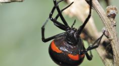 Araña violinista o viuda negra, ¿cuál es más venenosa?