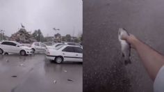 VIDEO: Cae lluvia de peces sobre Irán, conoce este insólito fenómeno