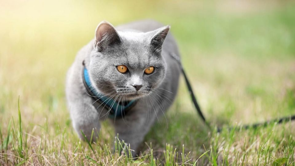 Pasear en parques con tu gatito puede ayudarle a relajarse y mantenerse activo.