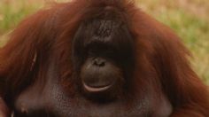 Orangután que usó planta medicinal para curarse abriría un nuevo estudio