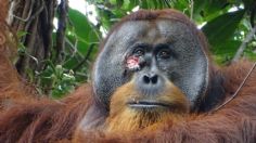 Rakus: ¿qué hojas y tratamiento usó el orangután para curarse solo una herida en la cara?