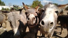 Burrolandia, el santuario que lucha contra la extinción del burro mexicano