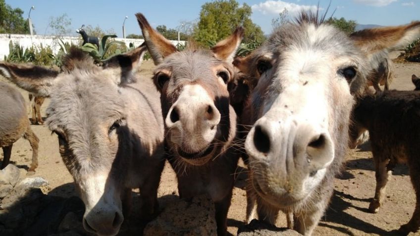 Burrolandia, el santuario que lucha contra la extinción del burro mexicano