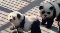 ¿Por qué un zoo de China pintó a varios perros con los colores blanco y negro de un panda?