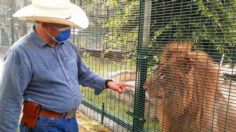 León muere en zoológico de Yucatán por golpe de calor