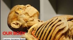 La exposición "Our Body" llega a la CDMX y muestra el universo del cuerpo humano