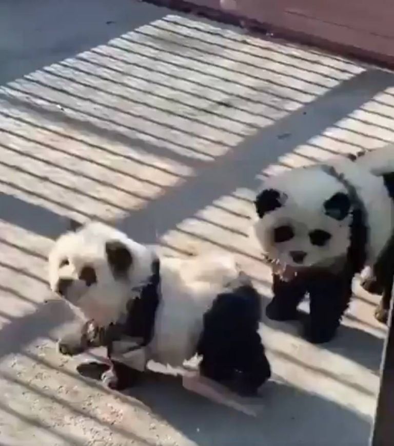 perros panda