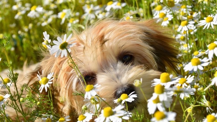 ¿Qué hacer para que los perros no se acerquen a mis plantas? 