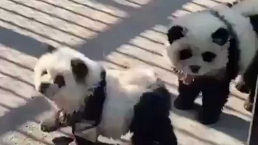 ¿Por qué un zoo de China pintó a varios perros con los colores blanco y negro de un panda?