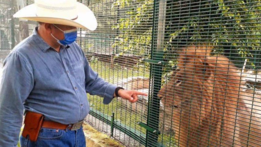 León muere en zoológico de Yucatán por golpe de calor