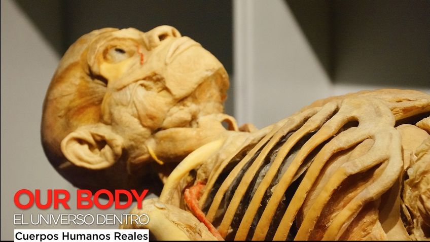 La exposición "Our Body" llega a la CDMX y muestra el universo del cuerpo humano