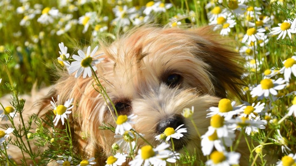 En ocasiones los perros suelen ser curiosos con las plantas pero pueden llegar a maltratarlas, por lo que es importante prevenir que se acerquen a ellas