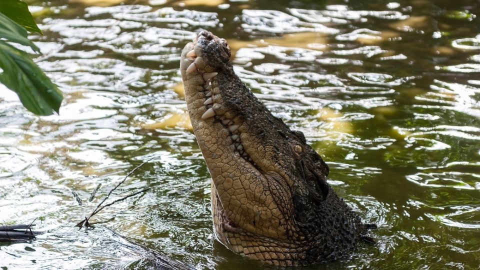 Los animales se comieron al menor de edad.