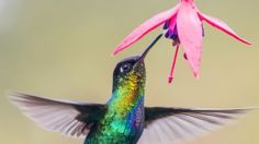 Cuáles son las plantas aromáticas que usan los expertos para atraer los colibríes en tu huerto