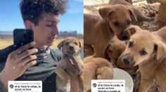 Joven aprovecha video viral del perrito atorado en una pared para promocionar la adopción de sus hermanitos