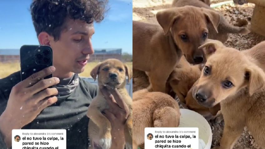 Joven aprovecha video viral del perrito atorado en una pared para promocionar la adopción de sus hermanitos