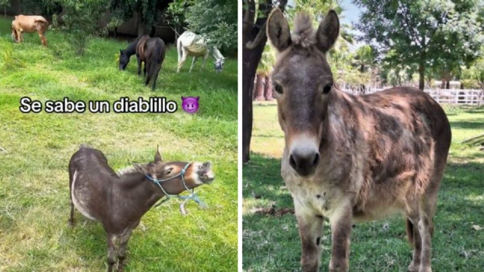 “Igor” es el corazón del santuario que fundó la fallecida Elena Larrea.