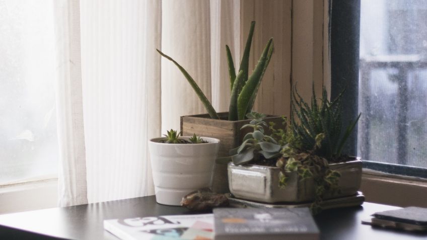 La NASA recomienda esta planta para acabar con el calor en tu casa 